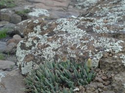 Hereroa glenensis not quite cast in stone